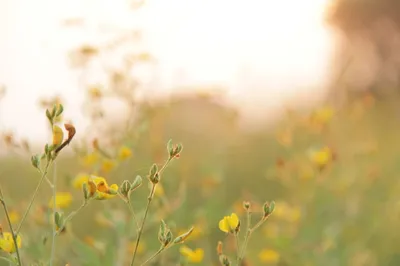 Green Oak Cotten Field Image